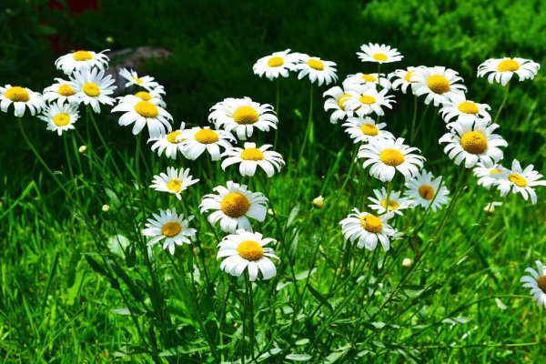 Ромашки в саду