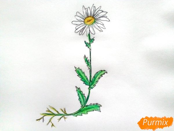 Части ромашки