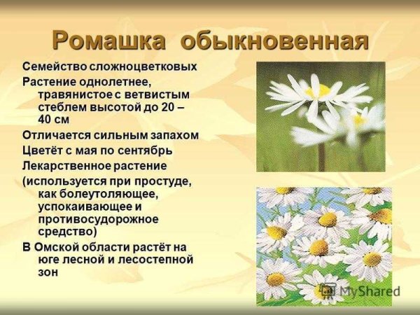 Сообщение о ромашке