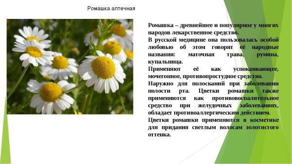 Ромашка аптечная описание цветка