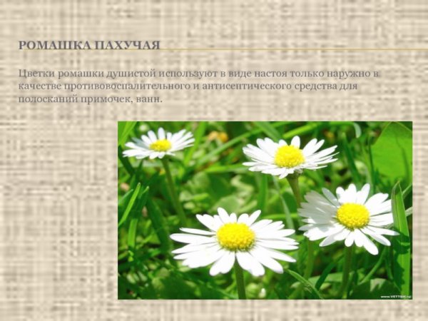 Лекарственные дикорастущие растения в Удмуртии