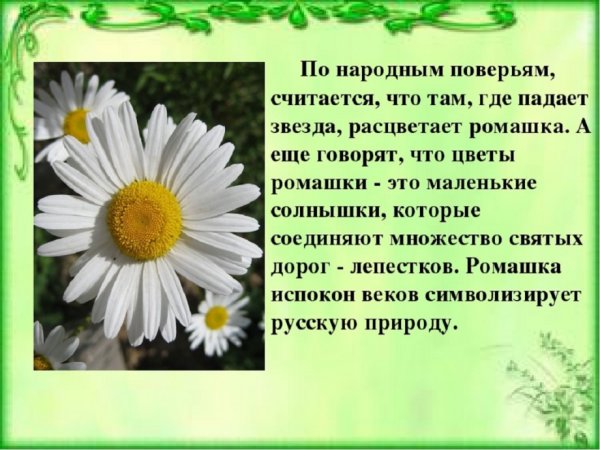 Стих про ромашку
