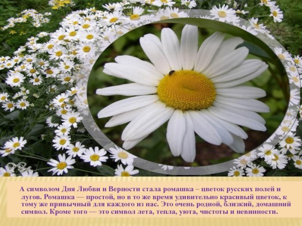 Ромашка символ семьи любви и верности