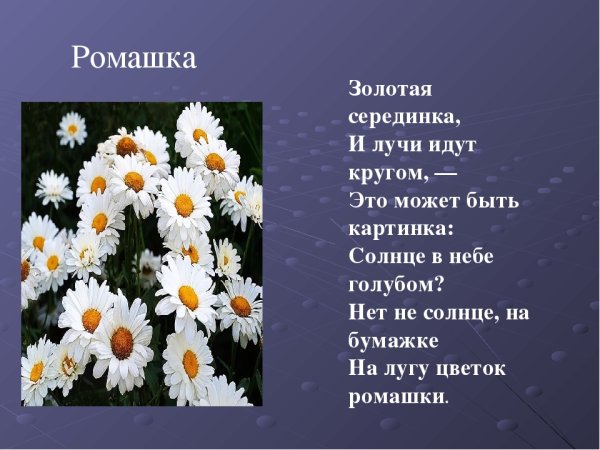 Презентация на тему Ромашка