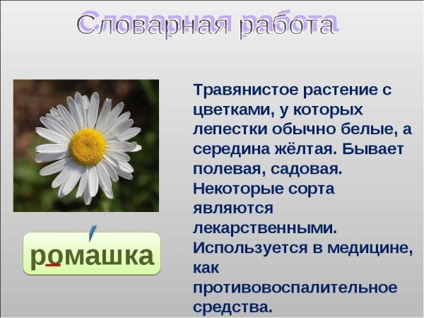 Описание ромашки
