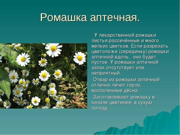 Лекарственные растения Воронежской области Ромашка аптечная