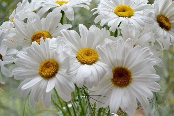 Живые цветы ромашки