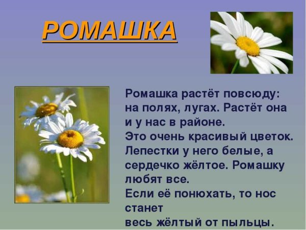 Описание ромашки