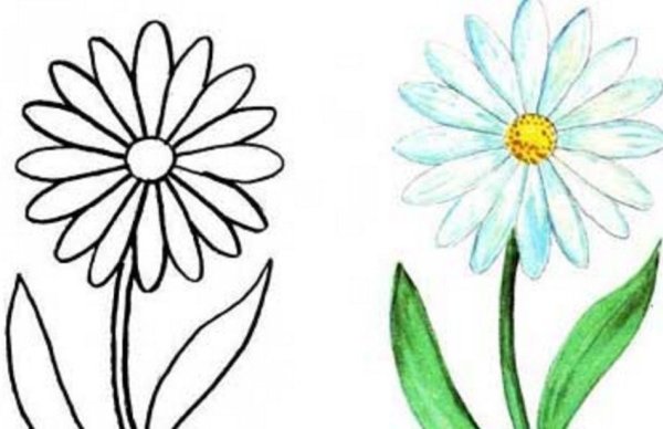 Ромашка рисунок карандашом