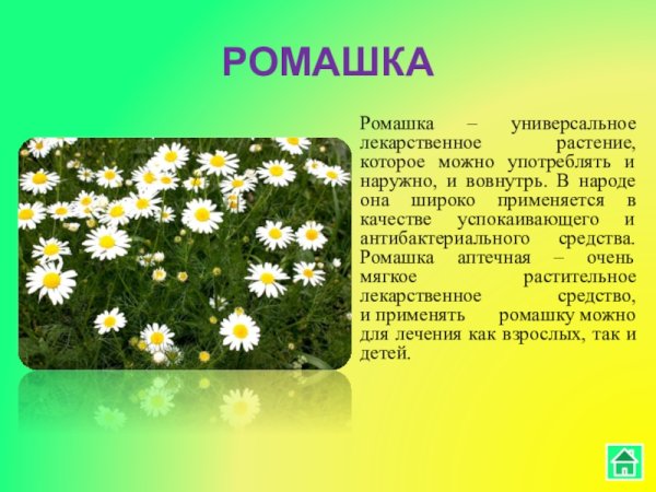 Ромашка описание растения