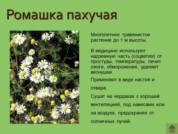 Лекарственные растения описание