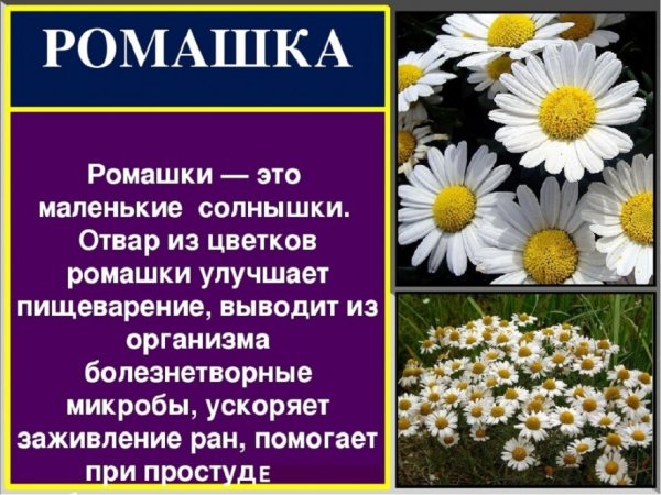 Сообщение о ромашке