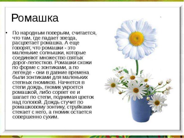 Сообщение о ромашке