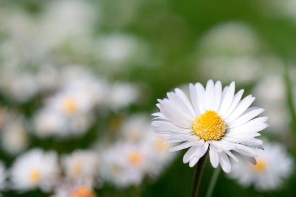 Картинки на рабочий стол ромашки