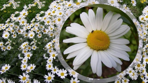 День ромашки