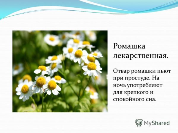 Лекарственные растения Ромашка