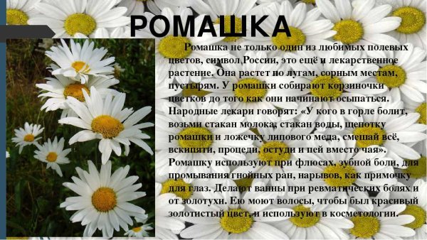 Ромашка краткое описание