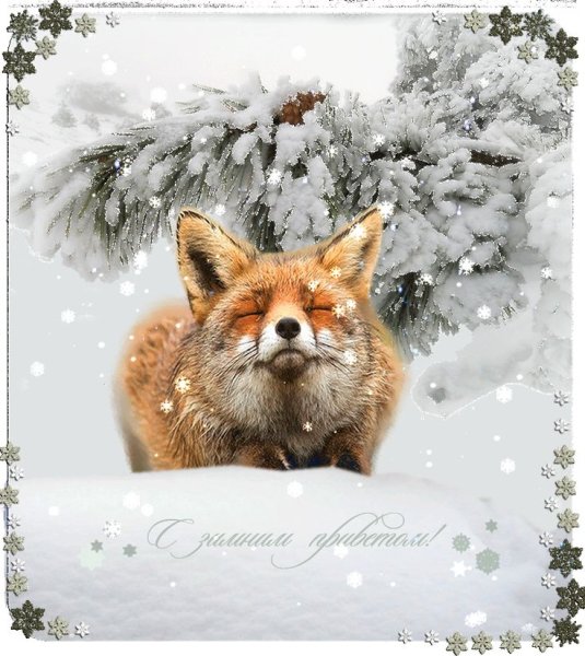 Доброе утро зима животные