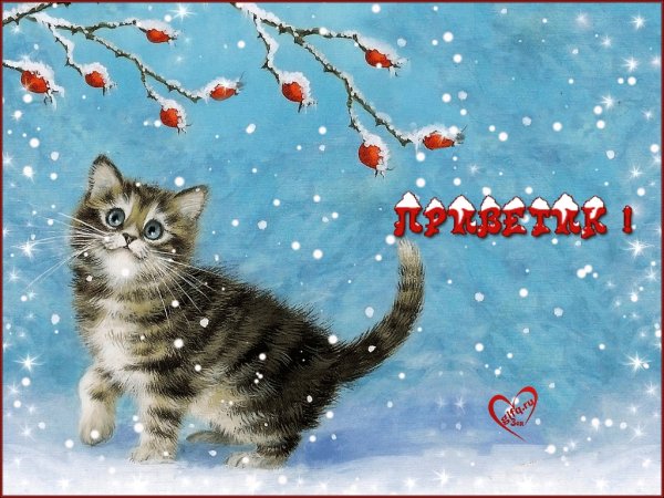 Зимние пожелания хорошего дня с котиками
