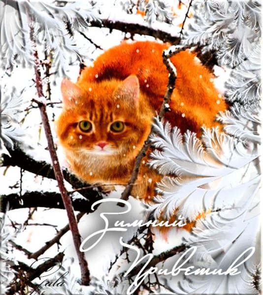 Зимний морозный приветик