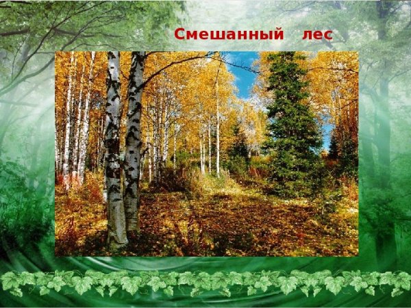 Смешанные леса 4 класс
