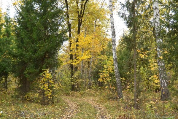 Смешанный лес средней полосы России