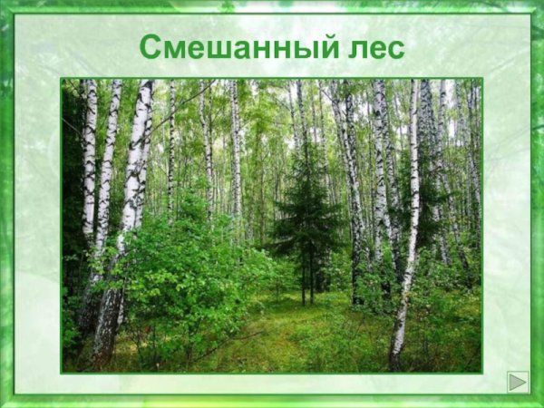 Окружающий мир смешанные леса