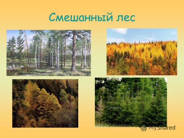 Тайга смешанный и широколиственный лес