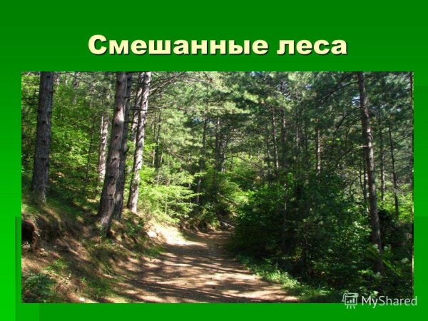 Смешанные леса презентация