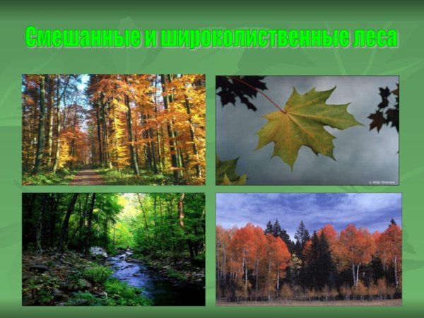 Проект на тему Лесная зона