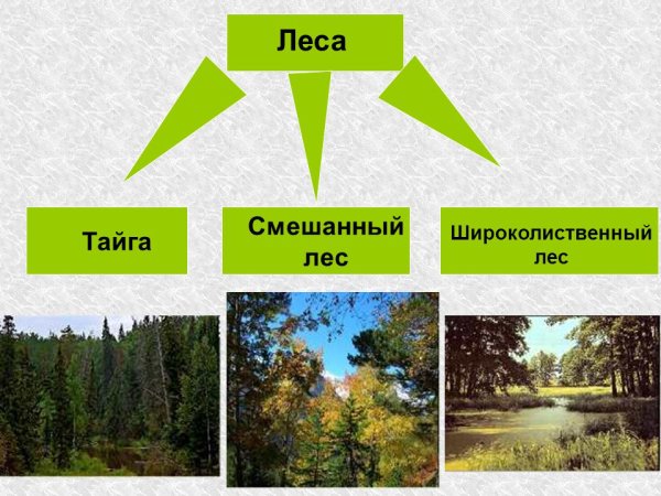 Зона лесов смешанные широколиственные Тайга