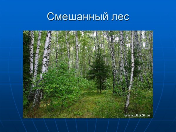 Зона смешанных лесов России