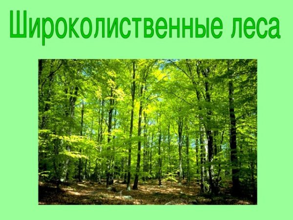 Окружающий мир смешанные леса