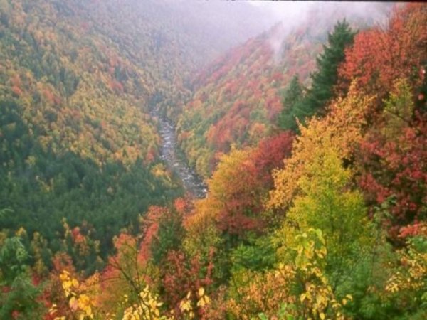 Смешанные леса России