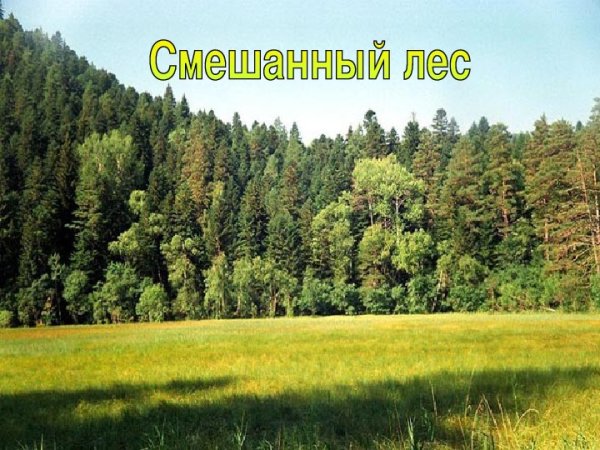 Смешанные леса 4 класс