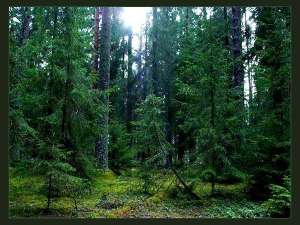 Хвойный лес для детей