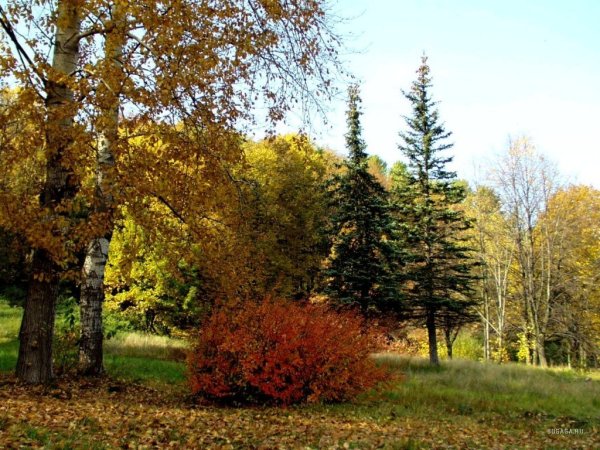 Многоярусные леса