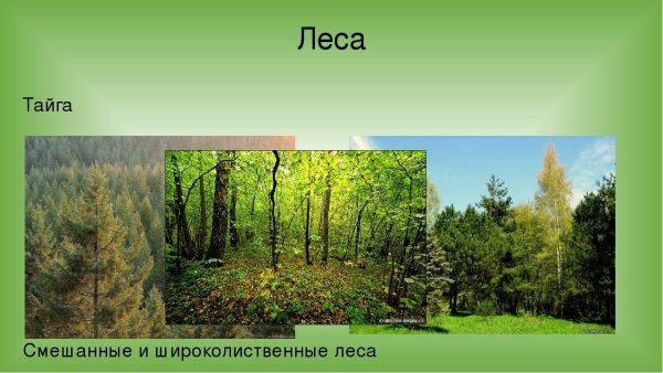 Тайга широколиственные леса смешанные леса