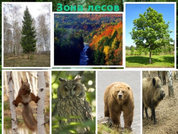 Животный и растительный мир зоны лесов России