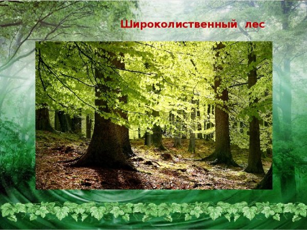 Тайга смешанные леса широколиственный лес