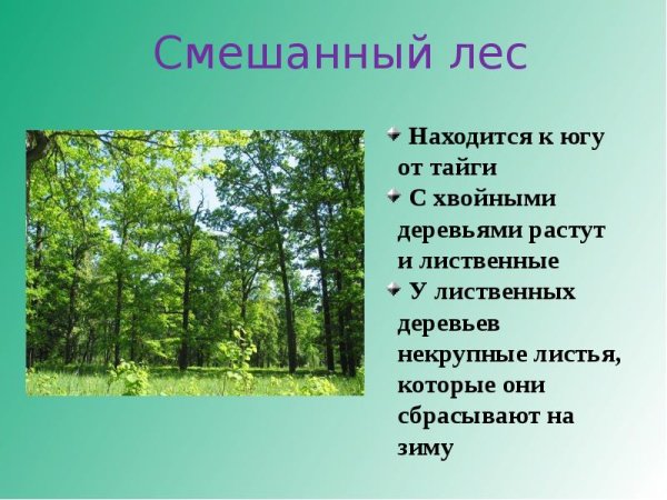 Леса России презентация