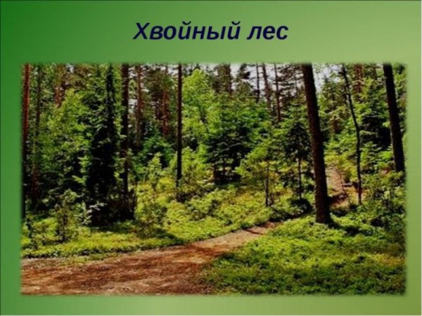 Хвойные и лиственные леса