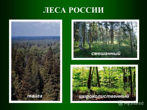 Тайга смешанный лес широколиственный лес