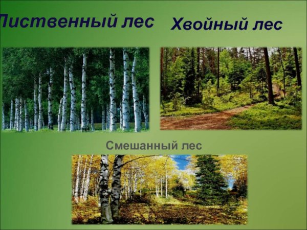 Хвойные и лиственные леса