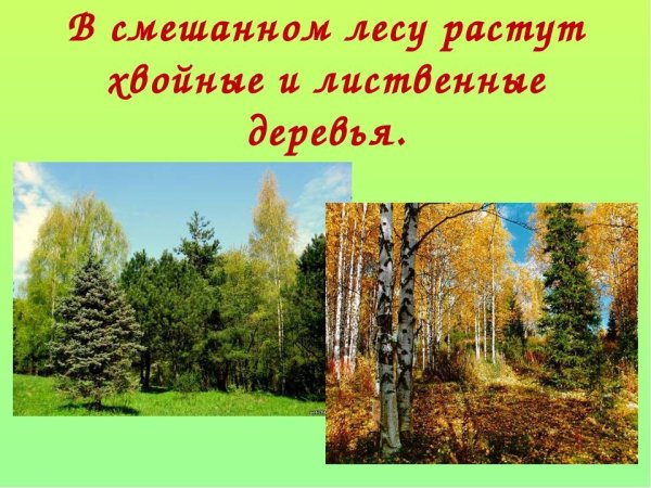 Смешанный лес для детей
