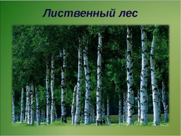 Лиственный хвойный смешанный лес