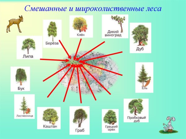 Евразия материк растительный мир