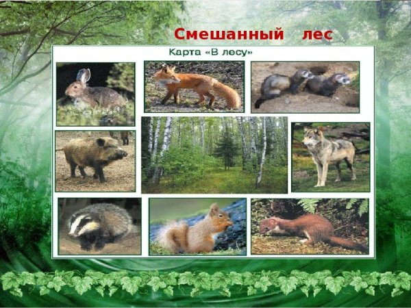 Смешанные леса 4 класс