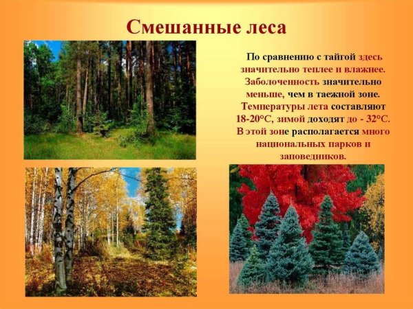 Картинки смешанный лес окружающий мир (67 фото) » Картинки и статусы про  окружающий мир вокруг