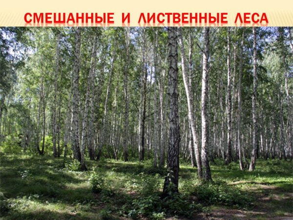 Лиственные леса в Новосибирской области